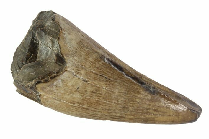 Tyrannosaur Premax Tooth - Judith River Formation, Montana #93122